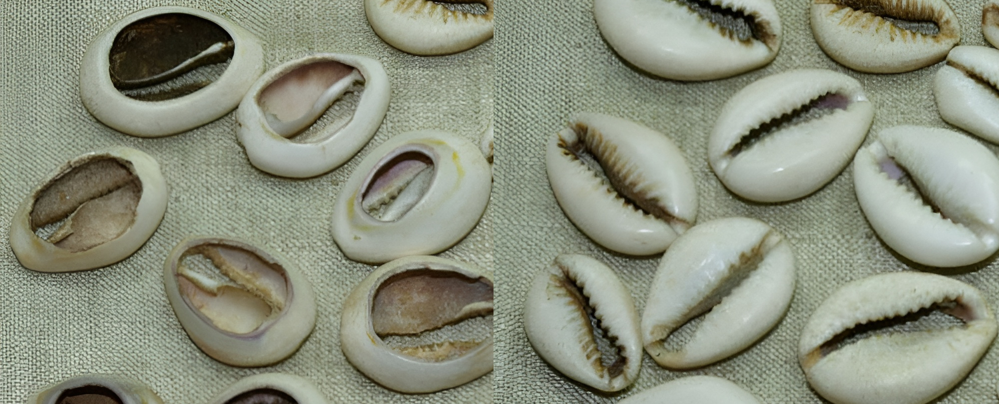 Cowries (antique collection, both sides)